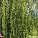 Олеся, 44 года
